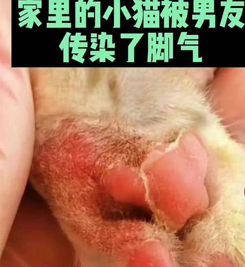 猫咪脚脱皮该用什么药（探究猫咪足部脱皮原因与治疗方法）