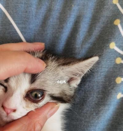 猫咪结膜炎，如何识别和治疗（宠物猫眼疾病的常见症状与处理方法）