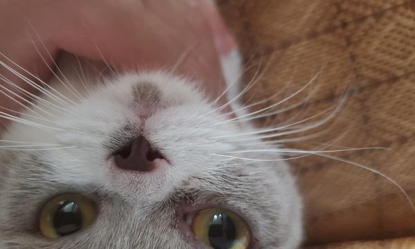 猫咪结膜炎，如何识别和治疗（宠物猫眼疾病的常见症状与处理方法）