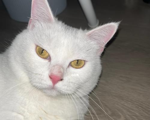 如何处理宠物猫咪咳出痰的情况（保持卫生和提高营养是关键）