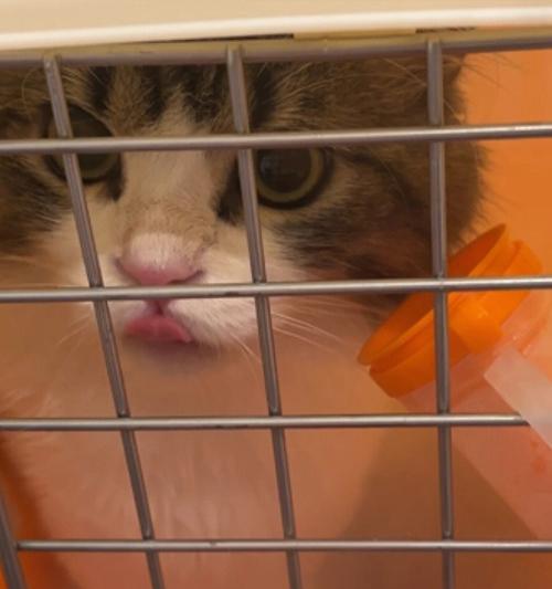 如何处理宠物猫咪咳出痰的情况（保持卫生和提高营养是关键）