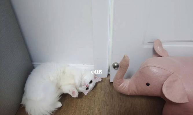 如何处理宠物猫咪咳出痰的情况（保持卫生和提高营养是关键）