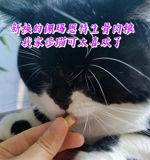 猫咪可以吃炒鸡蛋吗（探讨猫咪是否适合食用炒鸡蛋）