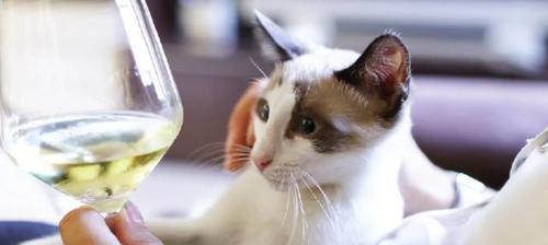 猫咪能否注射酒精（探究猫咪注射酒精的危害及防范措施）