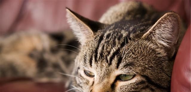 猫咪口臭可能是健康问题（如何判断猫咪口臭的原因及预防措施）