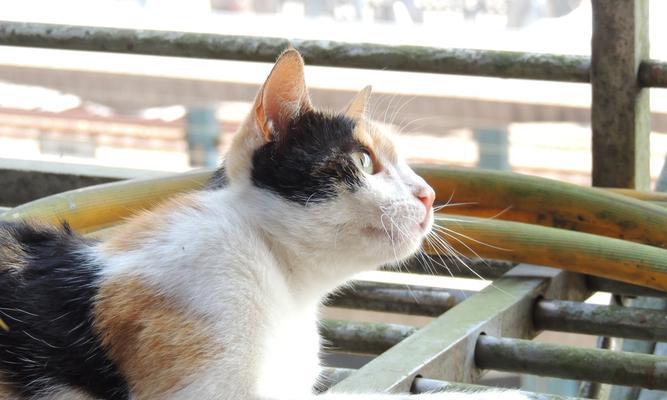 治疗猫咪口角炎，让宠物健康快乐（了解口角炎的症状和原因）