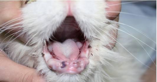 猫咪口水中毒的危害（预防措施及治疗方法）