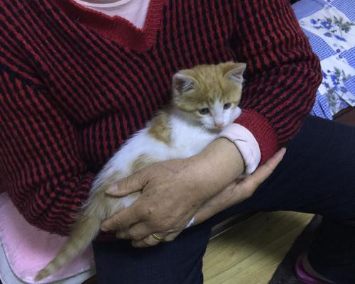 宠物猫咪每天吃鸡肉好吗（关于猫咪饮食的健康建议）