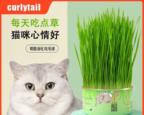 猫咪呕吐怎么办（探寻药物治疗猫咪呕吐的好方法）