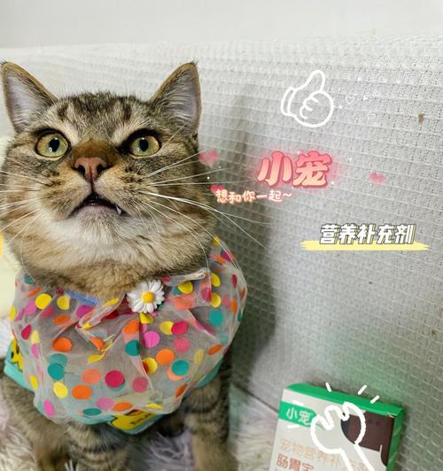 猫咪呕吐怎么办（探寻药物治疗猫咪呕吐的好方法）