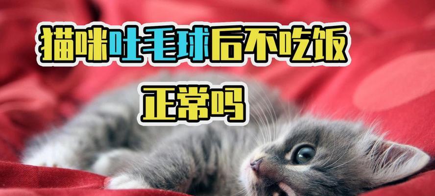 猫咪呕吐，如何应对（宠物养护必备）