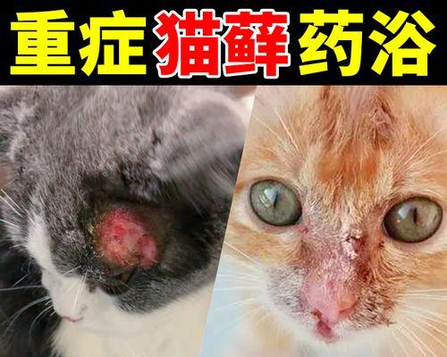 如何让你的猫咪从皮肤病中痊愈（宠物养护之路上）