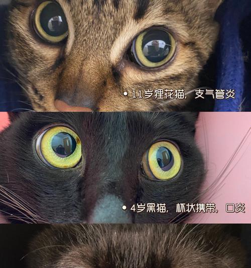 如何识别宠物猫的气管问题（猫咪气管问题的症状与治疗方法）