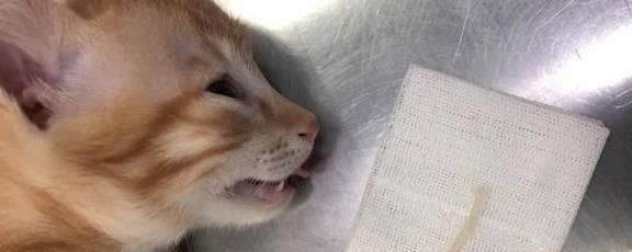 如何识别宠物猫的气管问题（猫咪气管问题的症状与治疗方法）