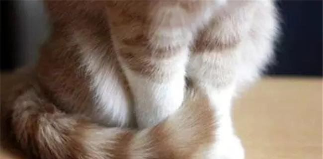 猫咪前爪的神秘之处（探究猫咪前爪的特殊构造及其功能）