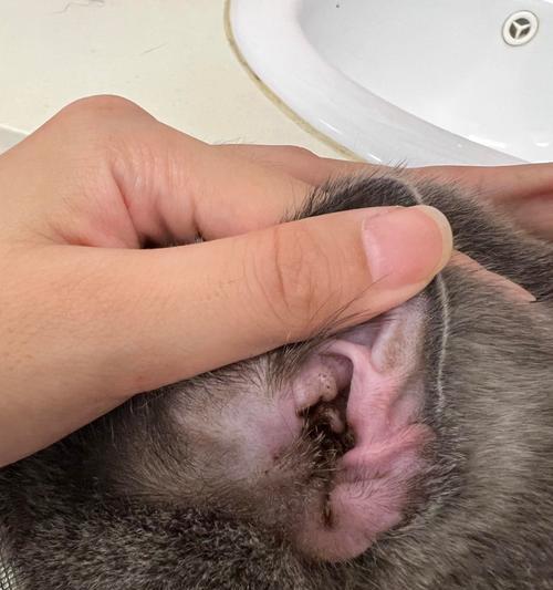 猫咪球菌感染：如何预防和治疗