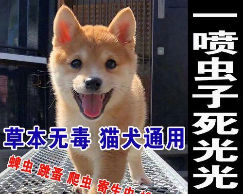 猫咪驱虫滴剂使用指南（为爱宠护航——猫咪驱虫滴剂的正确使用方法）
