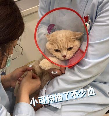 猫咪驱虫后拉稀便血的原因及应对方法（宠物健康管理不容忽视）