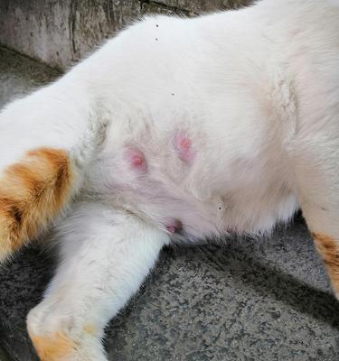 猫咪乳头红肿应对方法（宠物猫的乳头健康与护理）