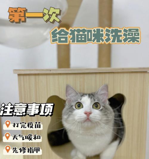 宠物猫咪三个月能洗澡吗（洗猫前后需要注意的事项及常见问题解答）