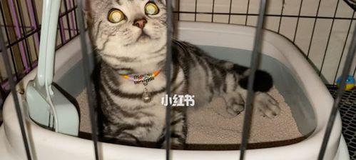 猫咪上厕所会沾到屎的原因与解决方法