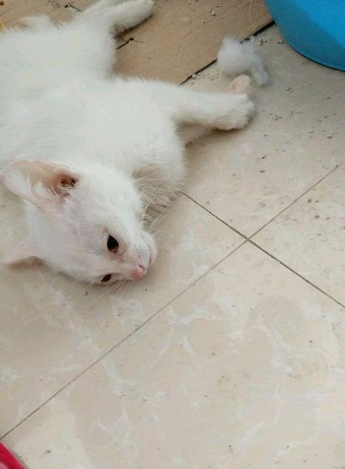 当宠物变“裸猫”——猫咪毛发掉落的原因与预防（了解猫咪毛发掉落的原因）