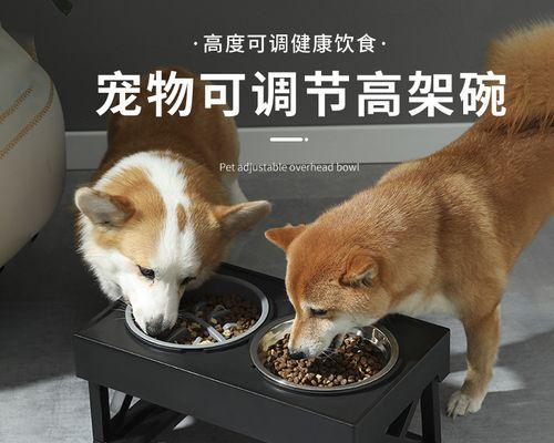 猫咪身体流血应急处理手册（宠物养护之猫咪出血应对技巧）