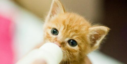 探寻猫咪肾衰竭生命终点（以宠物为主）