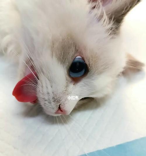 猫咪生病还会咕噜吗（探究猫咪生病时的各种表现及应对措施）