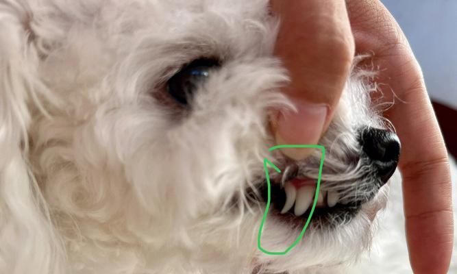 探究猫咪双排牙的原因与解决方法（从宠物的角度看待猫咪双排牙问题）