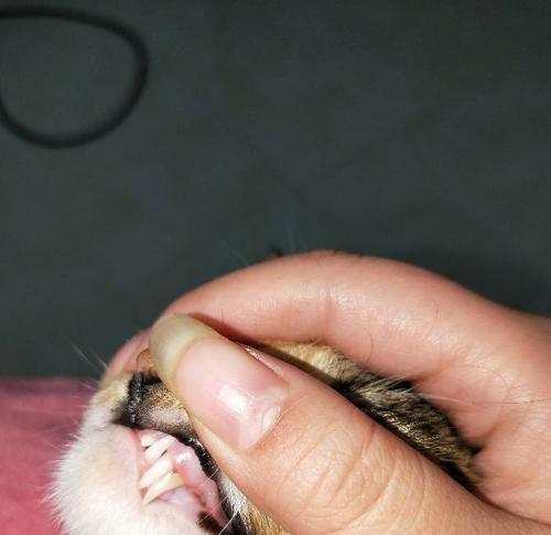 探究猫咪双排牙的原因与解决方法（从宠物的角度看待猫咪双排牙问题）