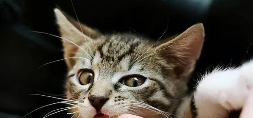 探究猫咪双排牙的原因与解决方法（从宠物的角度看待猫咪双排牙问题）