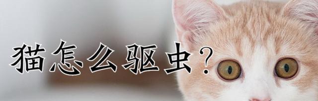 宠物猫咪体外常见虫（了解宠物猫咪的常见寄生虫及预防方法）