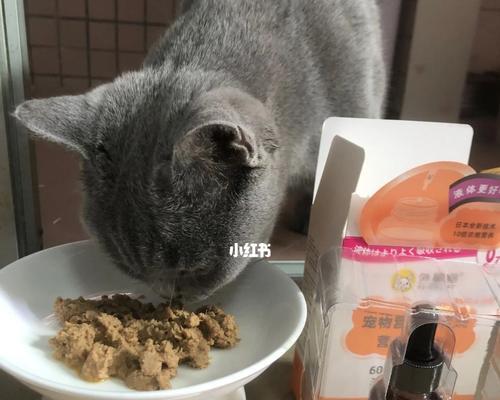 猫咪吐粘稠液的原因及应对方法（以宠物为主）