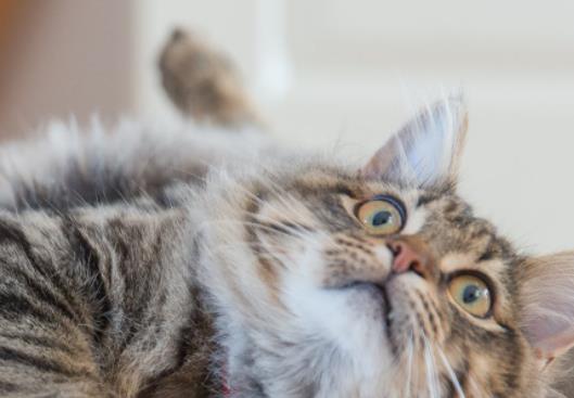 猫咪脱水的严重后果及应对方法（宠物的健康必须引起重视——如何预防猫咪脱水）