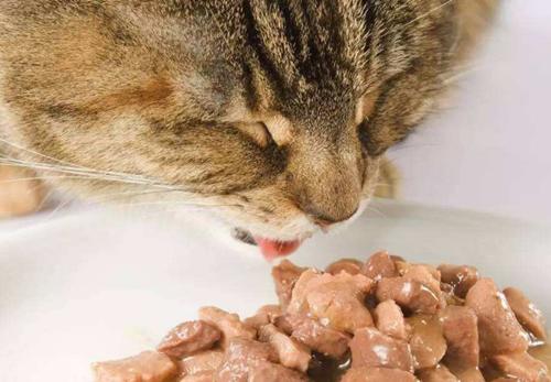 为什么我的猫咪胃口不好（探究猫咪胃口不好的原因及解决方案）