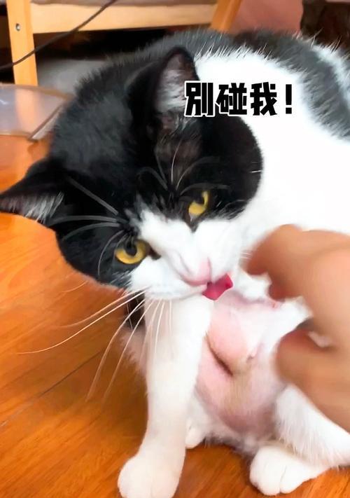 猫咪为什么总是舔毛（探究猫咪舔毛的原因和好处）