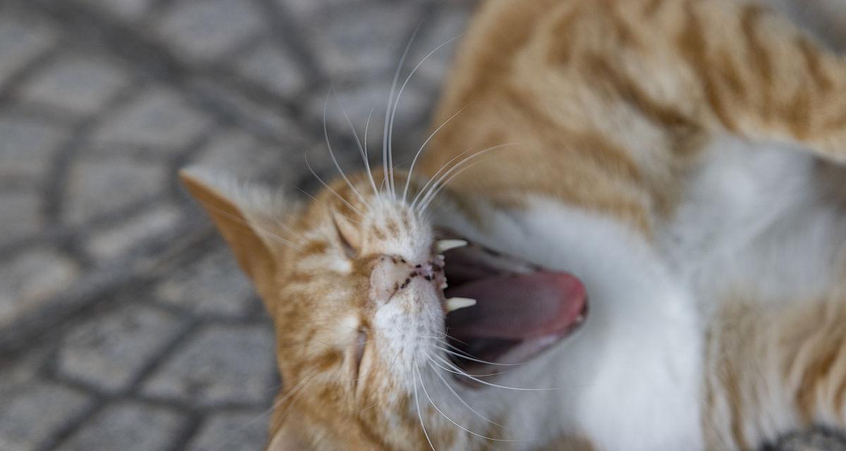 揭秘猫咪为什么总是张着嘴（研究发现）
