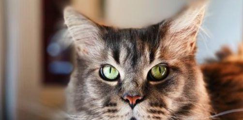 揭秘猫咪口臭的原因与预防方法（从宠物主人的视角出发）