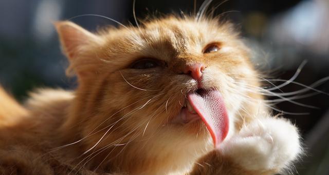 揭秘猫咪口臭的原因与预防方法（从宠物主人的视角出发）