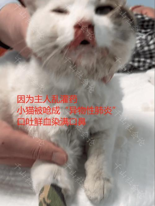 如何让宠物顺利吃药（以猫咪喂药吐了怎么办）