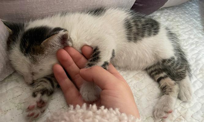 如何让猫咪不再在沙发上撒尿（掌握正确的养猫方法）
