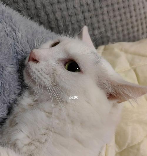 如何让猫咪不再在沙发上撒尿（掌握正确的养猫方法）