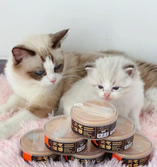 探究猫咪为何喜欢喝猫奶粉（从宠物的角度出发）