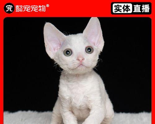 探究猫咪为何喜欢喝猫奶粉（从宠物的角度出发）