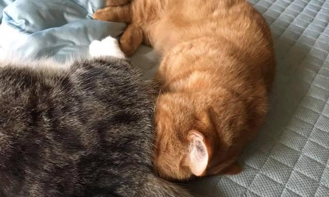 揭秘猫咪为什么喜欢拍屁股（探究猫咪拍屁股的行为习惯与解释）