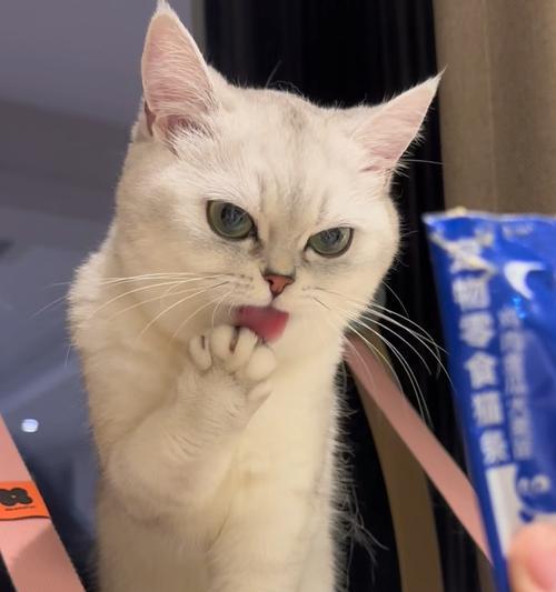猫咪为何喜欢咬手指和舔（探究猫咪咬手指和舔的原因及如何应对）