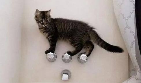 如何给宠物猫咪洗澡（15个细节操作指南）