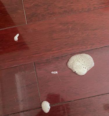 猫咪细小症状详解