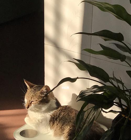 猫咪夏季晒太阳必知（宠物保健技巧）
